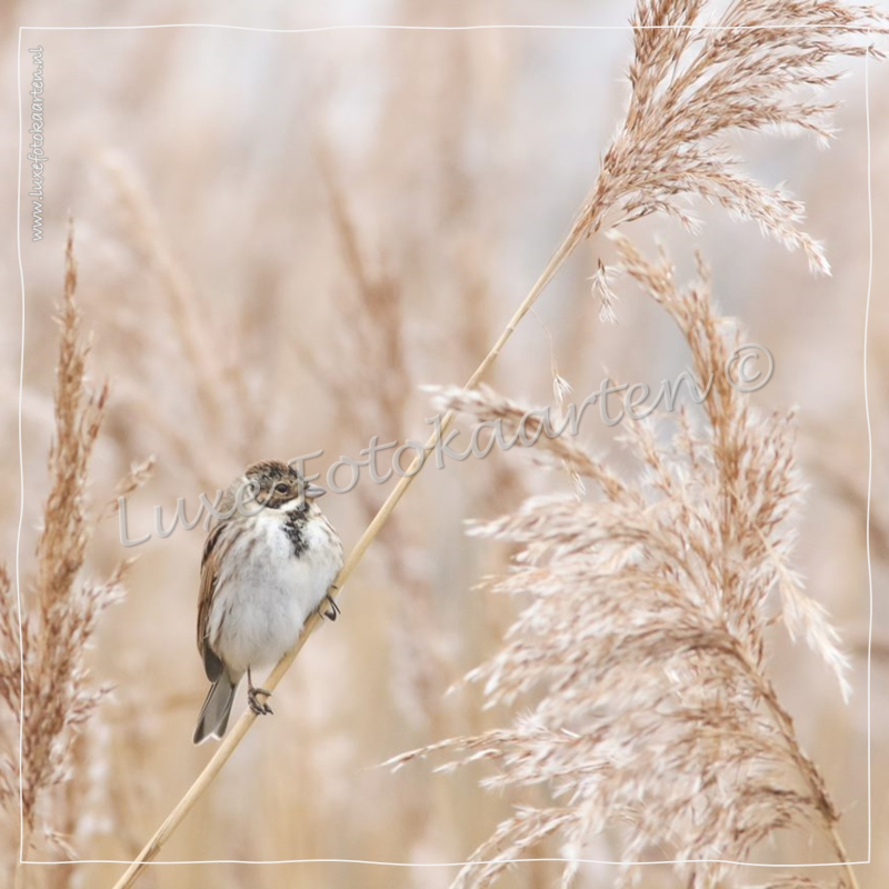 Blanco Heren - Rietgors