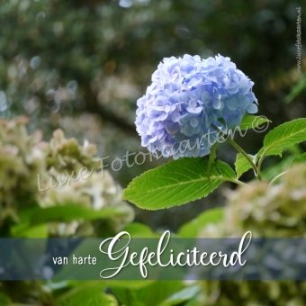 Gefeliciteerd Algemeen - hortensia blauw