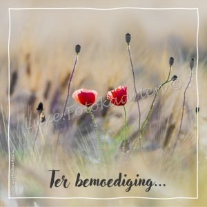 Bemoediging - Papavers