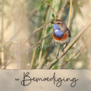 Bemoediging - Vogeltje