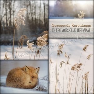 Gezegende Kerst - Vosje