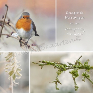 Gezegende Kerst - Roodborstje en groene tak